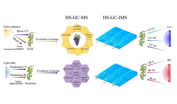 143452d0ee3b419592fdc7e63bad4154.jpg 紫外和红外辐射对转色期酿酒葡萄香气组分的影响_副本.jpg
